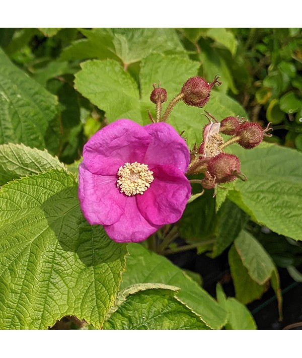 Rubus odoratus (5lt)