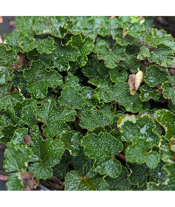 Rubus Pentalobus (AKA R. Rolfei) (2lt)