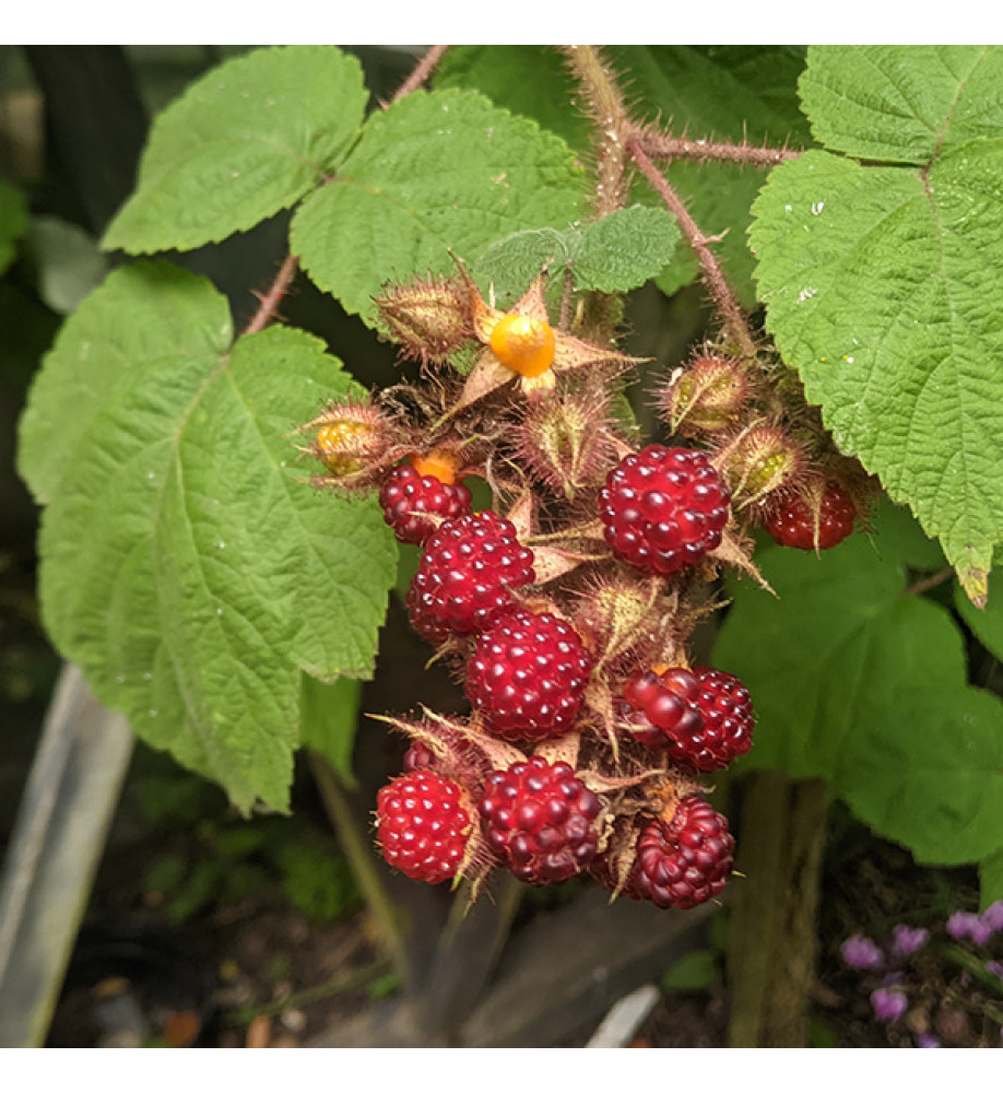 Rubus phoenicolasius (3lt)