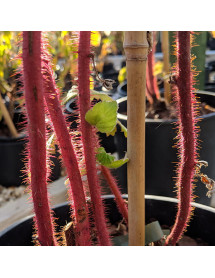 Rubus phoenicolasius (3lt)