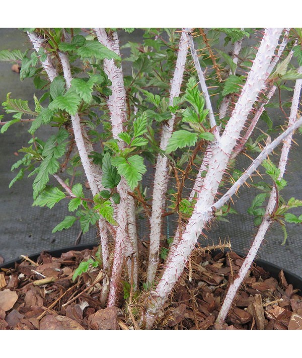 Rubus thibetanus Silver Fern (7.5lt) Rubus thibetanus Silver Fern (7.5lt)