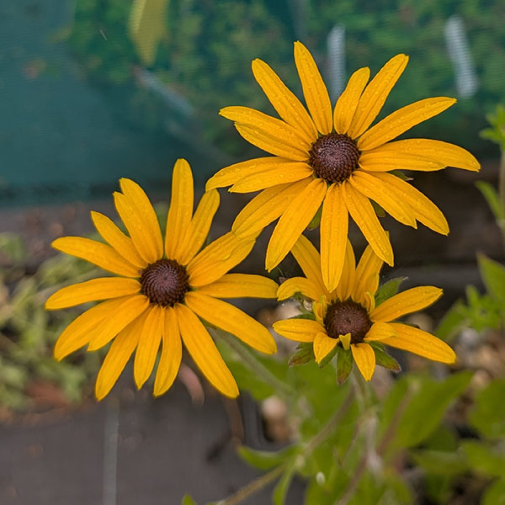 Rudbeckia fulgida deamii (1lt)