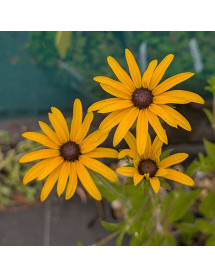 Rudbeckia fulgida deamii (1lt)