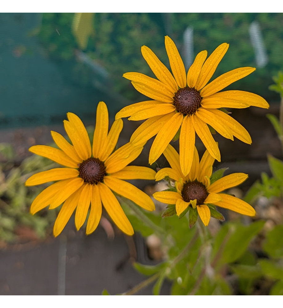 Rudbeckia fulgida deamii (1lt)