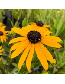 Rudbeckia fulgida Early Bird Gold (1lt)