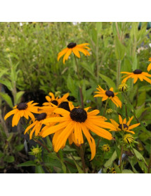 Rudbeckia fulgida Early Bird Gold (1lt)