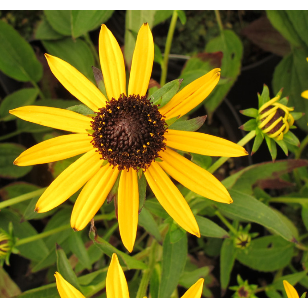 Rudbeckia fulgida Little Gold Star (1lt)