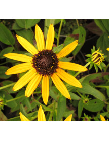 Rudbeckia fulgida Little Gold Star (1lt)