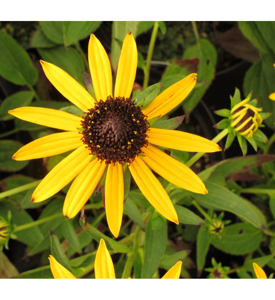 Rudbeckia fulgida Little Gold Star (1lt)