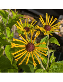 Rudbeckia subtomentosa Henry Eilers (1lt)