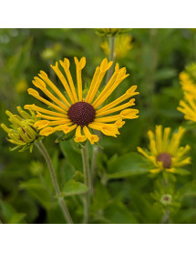 Rudbeckia subtomentosa Henry Eilers (3lt)