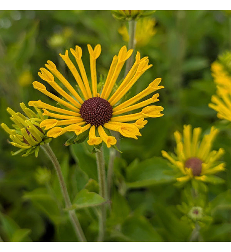 Rudbeckia subtomentosa Henry Eilers (3lt)