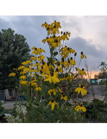 Rudbeckia laciniata Herbstonne (1.5lt)