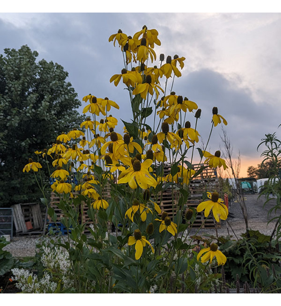 Rudbeckia laciniata Herbstonne (1.5lt)