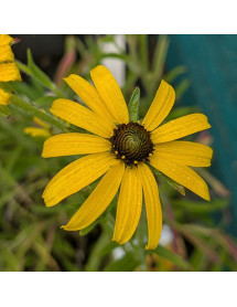 Rudbeckia missouriensis (1lt)