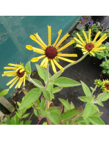 Rudbeckia occidentalis Little Henry (0.8lt)