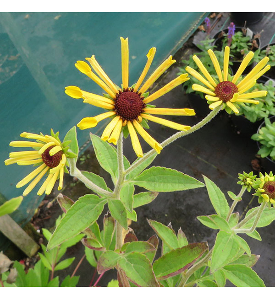 Rudbeckia occidentalis Little Henry (0.8lt)