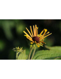 Rudbeckia subtomentosa Henry Eilers (3lt)