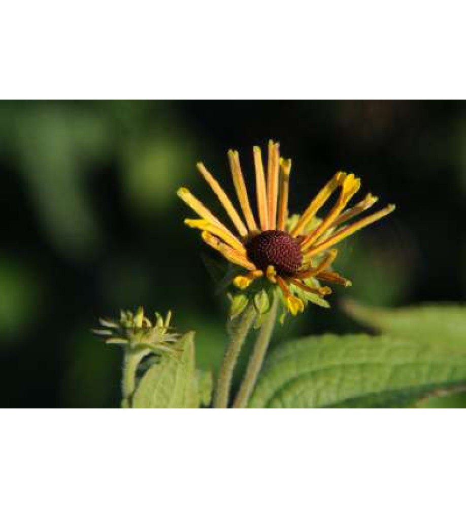 Rudbeckia subtomentosa Henry Eilers (3lt)