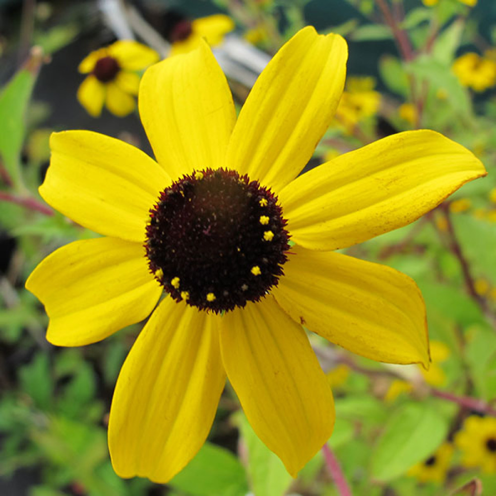 Rudbeckia triloba (1lt)