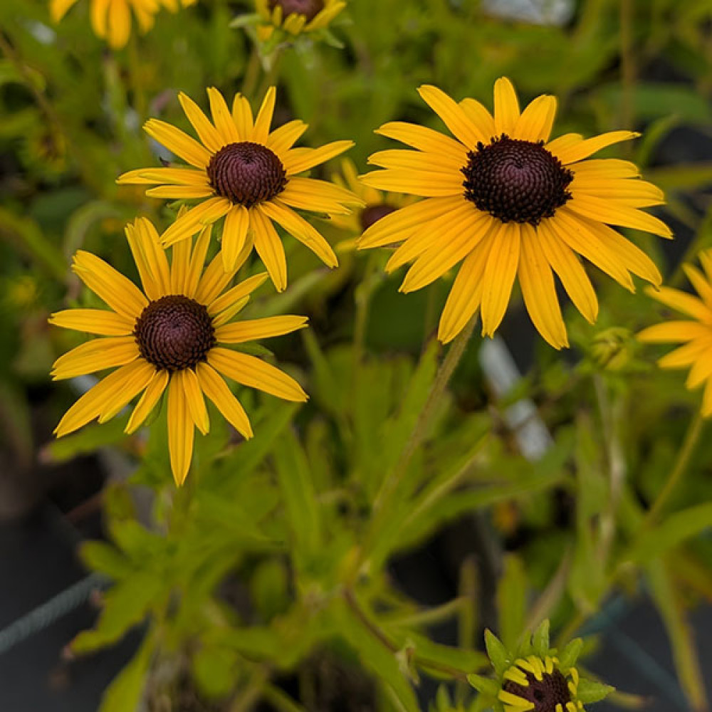 Rudbeckia fulgida Viette's Little Suzy (1lt)