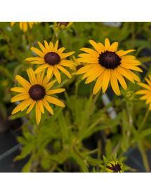 Rudbeckia fulgida Viette's Little Suzy (1lt)