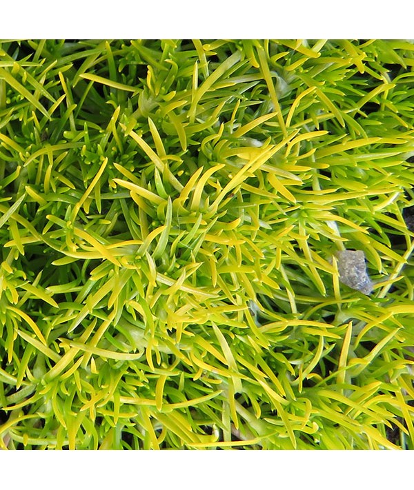 Sagina subulata Lime Moss (1lt)
