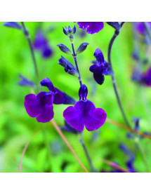Salvia x jamensis Nachtvlinder (1.5lt)