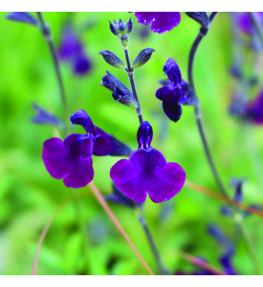 Salvia x jamensis Nachtvlinder (1.5lt)