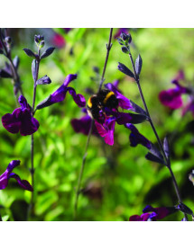 Salvia x jamensis Nachtvlinder (1.5lt)