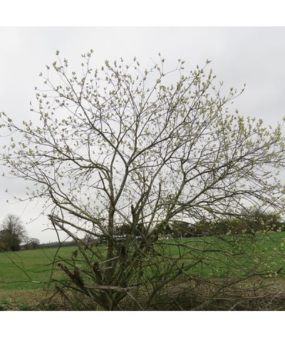 Salix caprea (0.9-1.2m bare root)