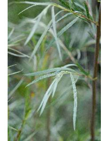 Salix exigua (7.5lt)