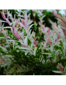 Salix integra Flamingo Half Standard 1m stem) (5lt)