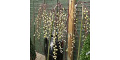 Salix caprea pendula  (1.2m stem) (12lt)