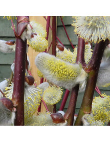 Salix caprea pendula  (1.2m stem) (10lt)