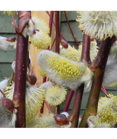 Salix caprea pendula  (1.2m stem) (7.5lt)