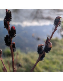 Salix gracilistyla Melanostachys (15lt)