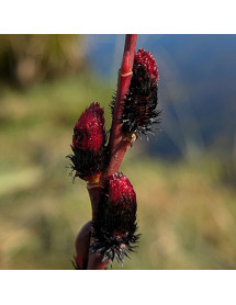 Salix gracilistyla Melanostachys (15lt)