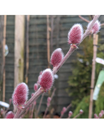 Salix gracilistyla Mount Aso (1.2m standard) (13.5lt)