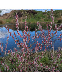 Salix gracilistyla Mount Aso (7.5lt)