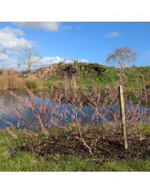 Salix gracilistyla Mount Aso (2lt)