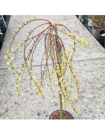 Salix repens armando (60cm std) (3lt)
