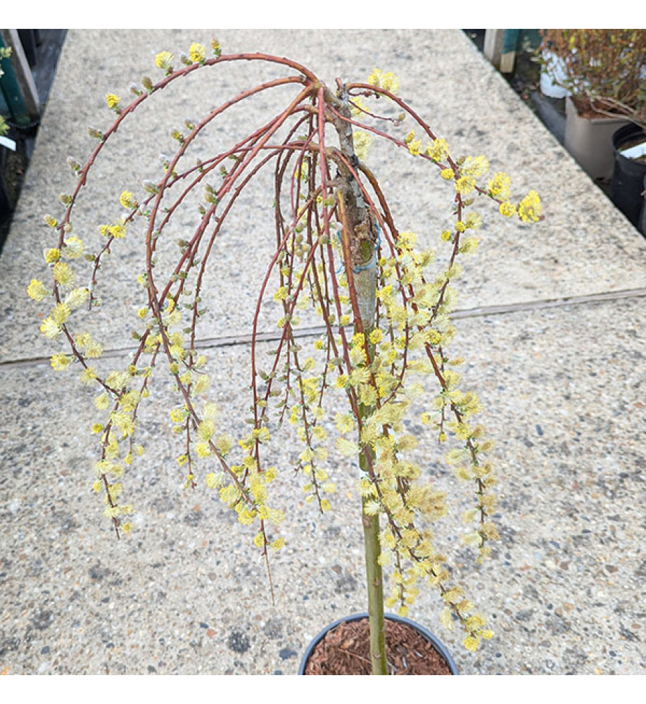 Salix repens armando (60cm std) (3lt)