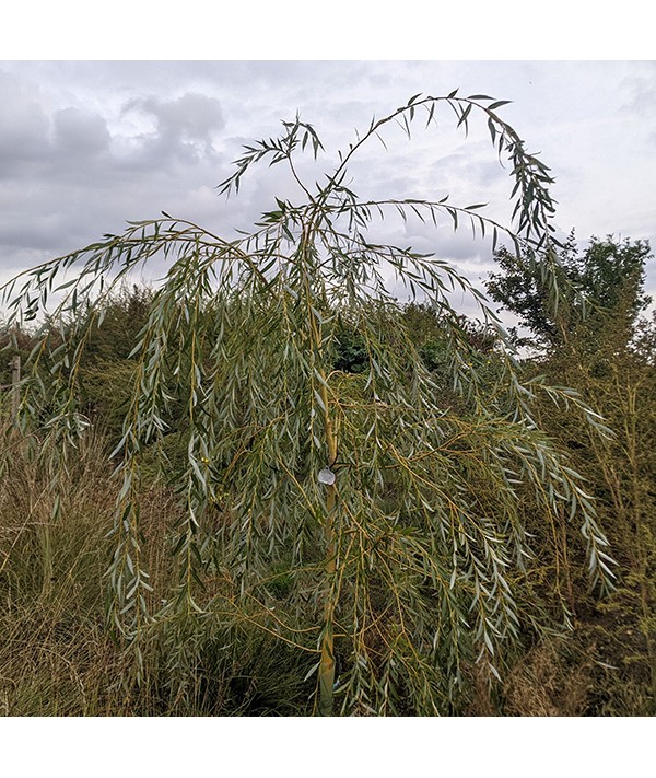 Salix x sepulcralis chrysocoma (36lt)