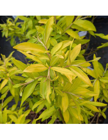 Salix udensis Golden Sunshine (2lt)