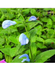 Salvia patens Cambridge Blue (1lt)