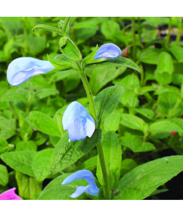 Salvia patens Cambridge Blue (1lt)