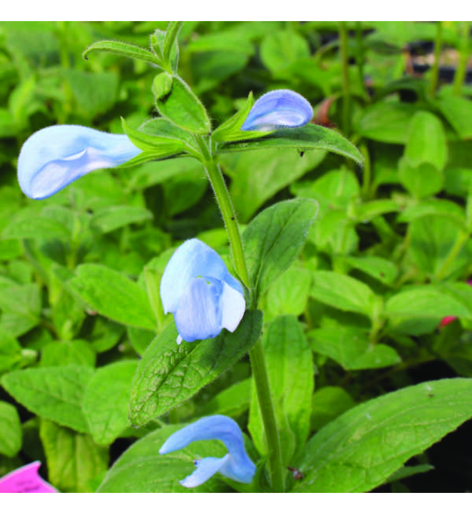 Salvia patens Cambridge Blue (1lt)