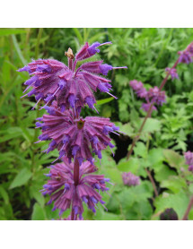 Salvia verticillata Purple Rain (1lt)