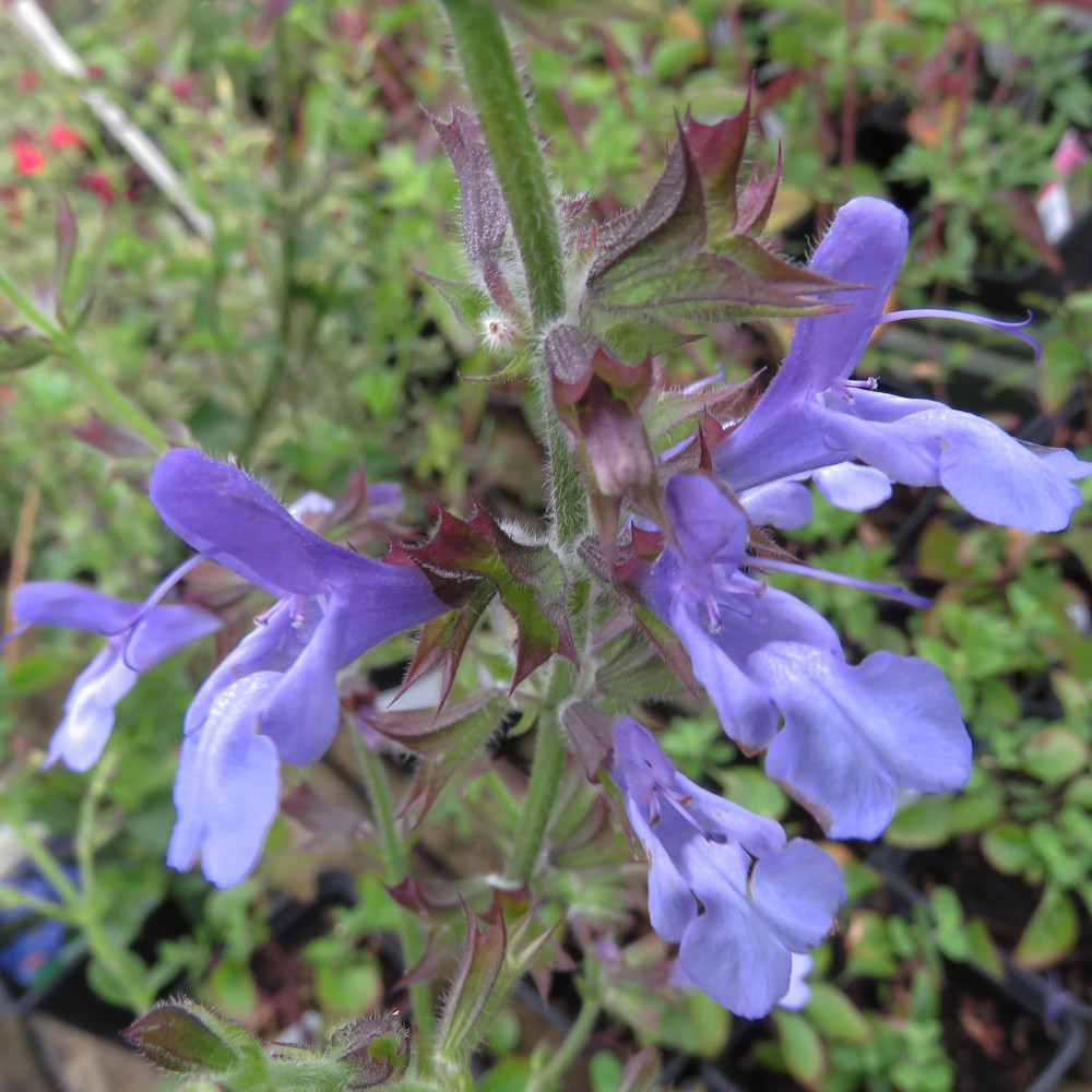 Salvia African Sky (1lt)